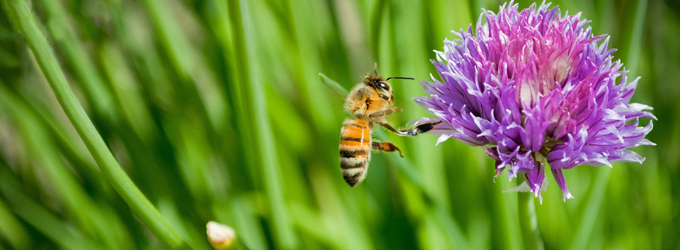 Бальзамы и настойки на основе продуктов пчеловодства